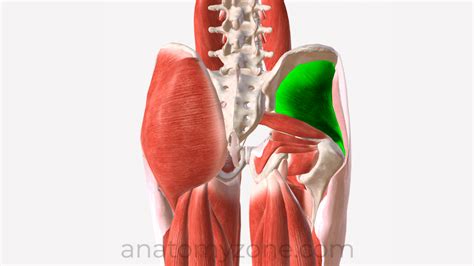 Gluteus Medius - Origin, Insertion, Action, 3D Model | AnatomyZone