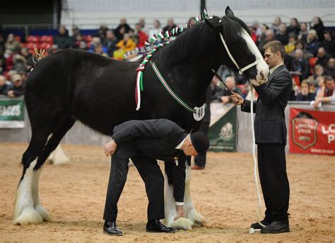 Hundreds gallop to Shire horse show | Express & Star