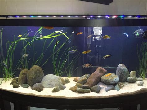 My 72g Mbuna Cichlid Aquarium : r/Aquariums