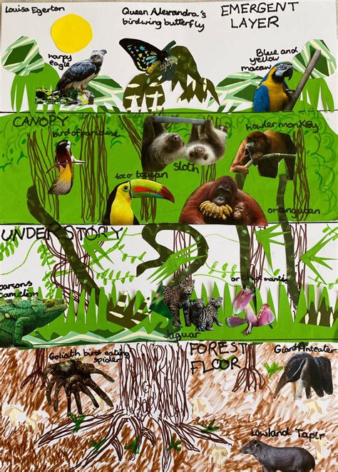 Rainforest Ecosystem Animals Food Chain