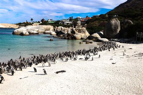 Boulders Beach Guide: Visiting the Penguin Beach in Cape Town, South ...