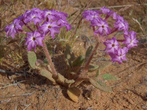 desert sand verbena, Abronia villosa var. villosa | Flora, Plants, Desert sand