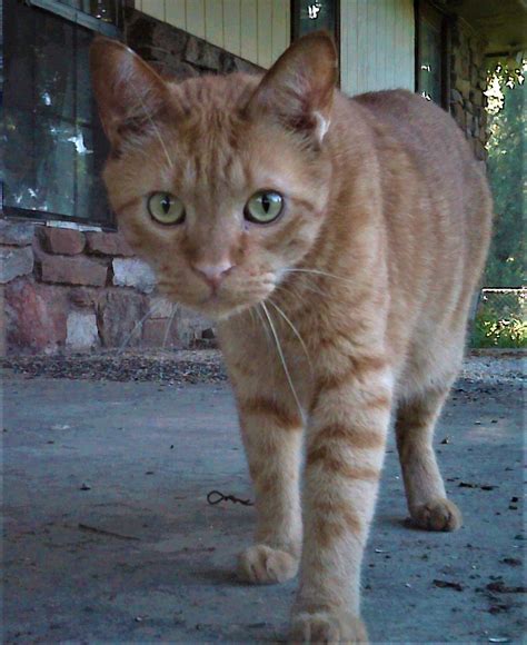 BigFoot Kitty and his death glare... : r/cats