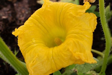 Don’t Worry if You Only Have Male Giant Pumpkin Flowers