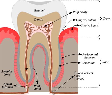 Infographic with the parts of a human tooth - Tooth anatomy 13104730 ...