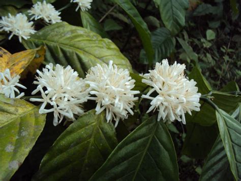 Coffea canephora (Robusta Coffee) - World of Flowering Plants