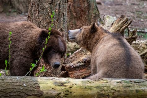 The Bears Are Our of Torpor | Blogs | Northwest Trek Wildlife Park