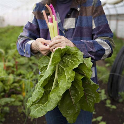 Minnesota Cooks | Celebrating Local Food and Farmers