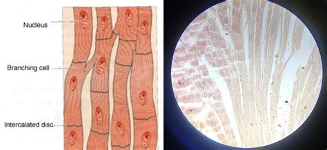 Cardiac muscle under microscope | Image + structure