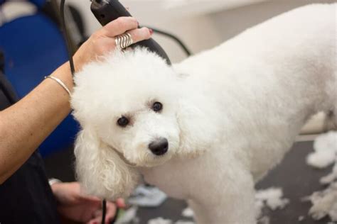 How to Groom a Poodle | Great Pet Care