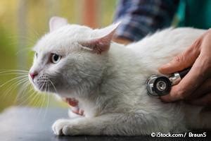 Studies Show Many Healthy Cats Have Hypertrophic Cardiomyopathy