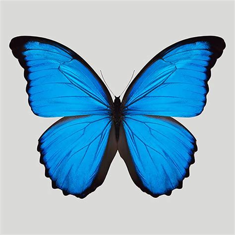 Blue Morpho Butterfly - Trowbridge Gallery - #blue #Butterfly #gallery #Morpho #Trowbridge ...