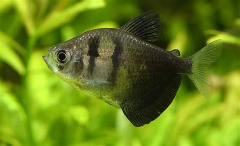 Black Skirt Tetra 101: Care, Tank Mates, Breeding & More