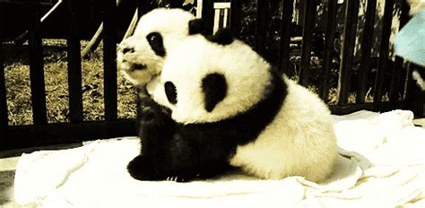 panda gif on Tumblr