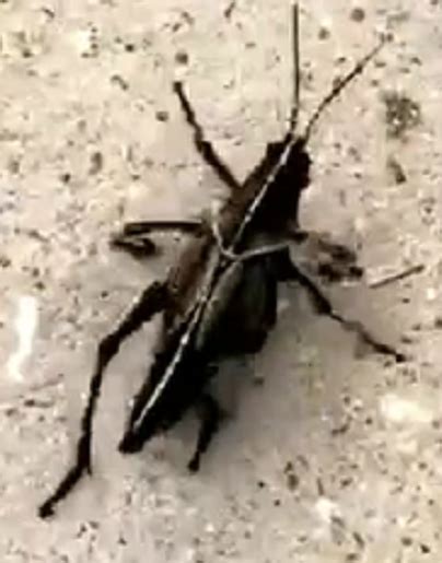 species identification - Anybody know what kind of bug/cricket this thing is? I can't narrow it ...