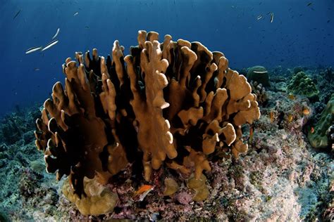 Rising temperatures threaten World Heritage coral reefs, including Seychelles’ Aldabra atoll ...