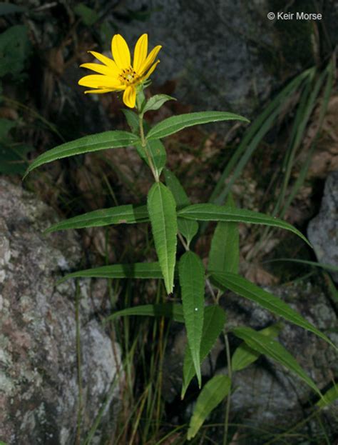 Helianthus hirsutus (hairy sunflower): Go Botany