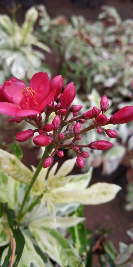 Flowers of Andhra Pradesh in Kadiyam Nursery Stock Image - Image of flowers, nursery: 169616807