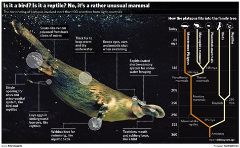 Platypus