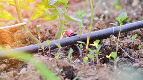 Drip irrigation systems: what are they and how do they work? | Gardeningetc