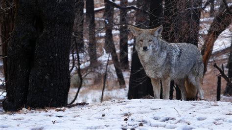 Coyolobo o coywolf - Características, historia, hábitat y alimentación (con FOTOS)