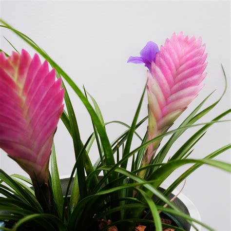 Tillandsia Cyanea Pink Quill | Natures Colours Plants & Gifts