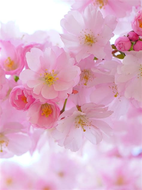 Cherry Blossom Wallpaper - iPhone, Android & Desktop Backgrounds