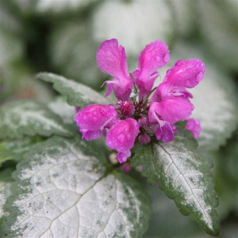 Buy dead nettle Lamium maculatum 'Beacon Silver'