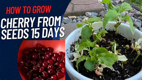 How to grow Cherry from seeds in 15 days - YouTube