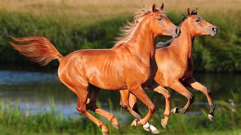 Arabian Horse Breed Information, History, Videos, Pictures