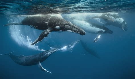 Whales Reproduction: Main characteristics and habits