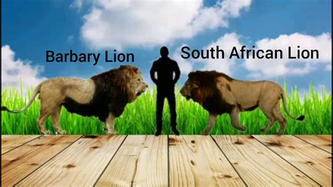 Barbary Lion And South African Lion Size comparison - YouTube