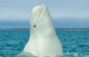 Arctic Ocean Animals | Facts About Animals