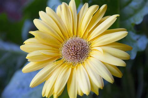 Free picture: fragrance, macro, pollen, nectar, nature, flower, summer, garden, petal, daisy