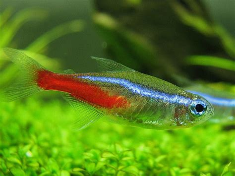 Manage your freshwater aquarium, tropical fishes and plants: How to ...