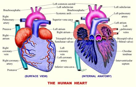 Free Circulatory System, Download Free Circulatory System png images ...