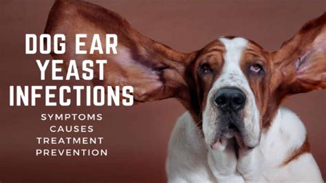 Dog Ear Yeast Infections: Symptoms, Causes, Treatment & Prevention