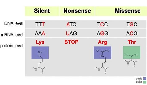 Mutation: Types, Physical, Chemical and Biological Mutagenic Agents, Detection Method of Mutants ...