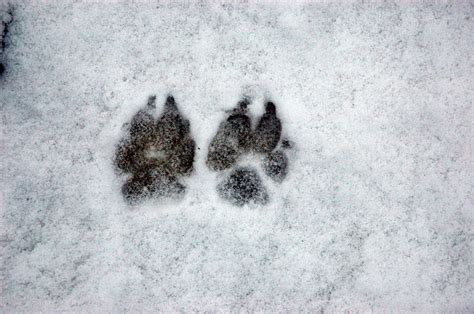 Coyote tracks | Coyote tracks, Coyote tracks in snow, Coyote