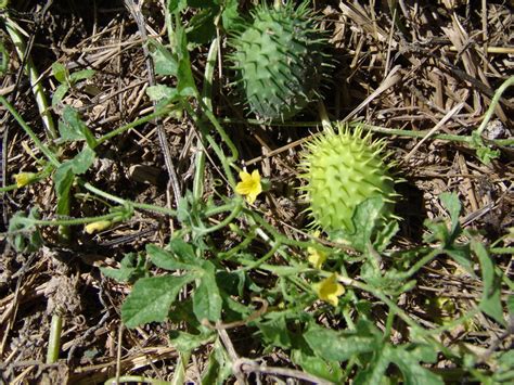 West African Plants - A Photo Guide - Cucumis anguria L.