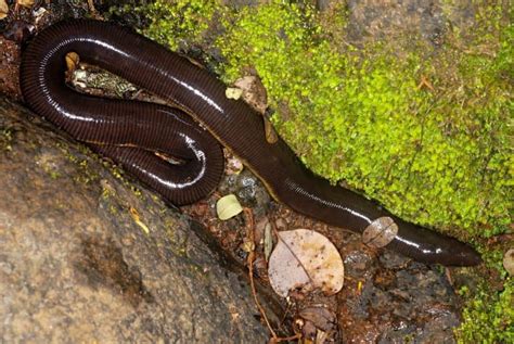 10 Slithering Caecilian Facts - Fact Animal