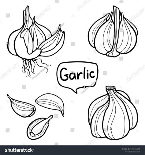 Garlic Handdrawn Outline Doodle Set Vector Stock Vector (Royalty Free ...