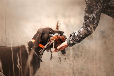 Mastering the Art of Dog Training for Hunting Success: Tips and ...