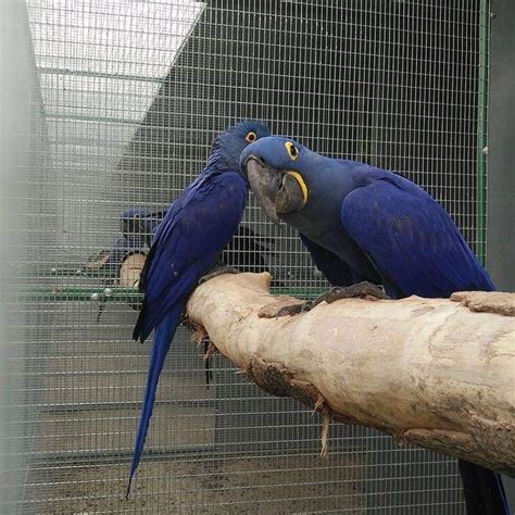 Hyacinth macaw parrots(Breeding pair) | Hyacinth macaw, Hyacinth macaw ...