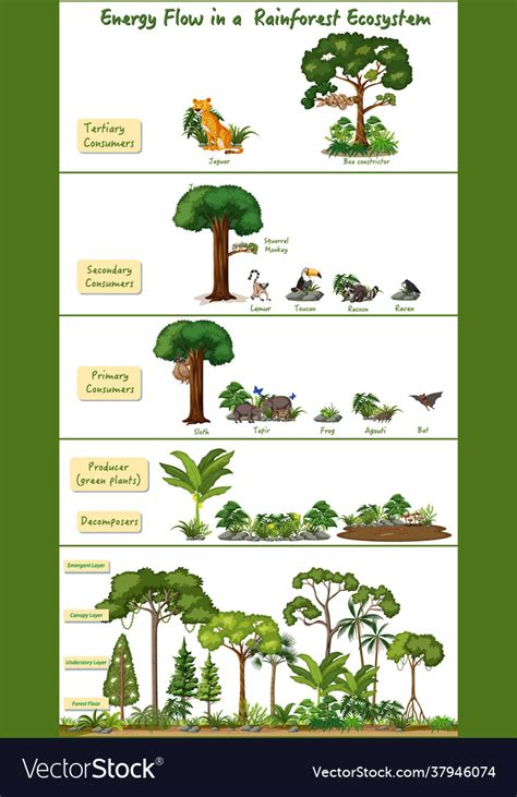 Energy flow in a rainforest ecosystem diagram Vector Image