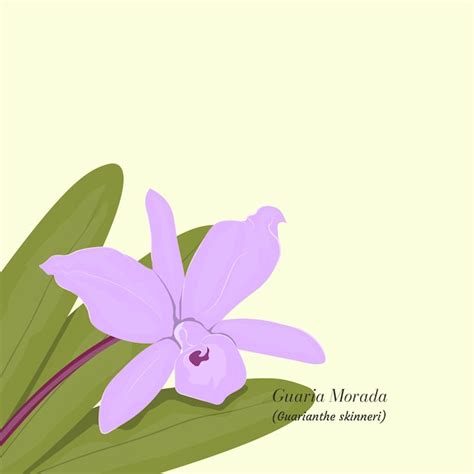 Premium Vector | Guaria morada Costa Rica national flower