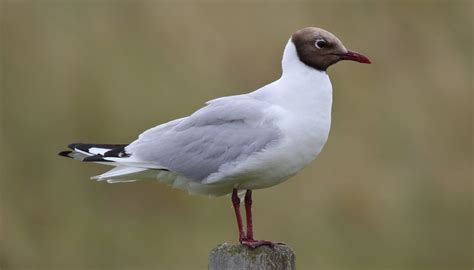 Body Parts of a Seagull | Sciencing