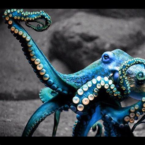 blue octopus | Blue | Pinterest | Creatures, Animal and Ocean