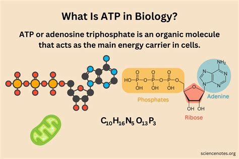 What Is ATP in Biology? Adenosine Triphosphate Facts