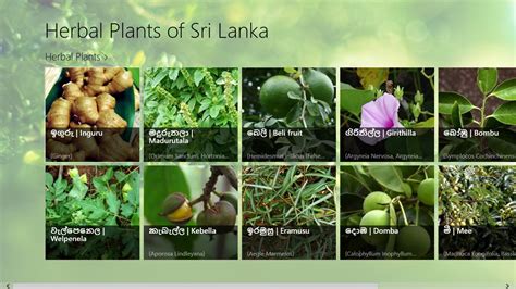 Herbal Plants of Sri Lanka | FREE Windows Phone app market